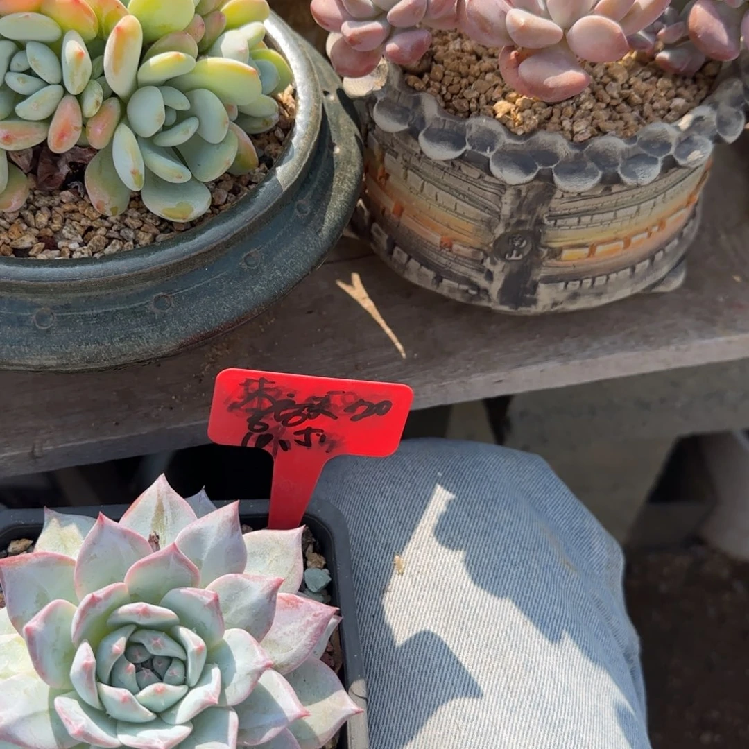 粉蓝鸟老桩多肉先生