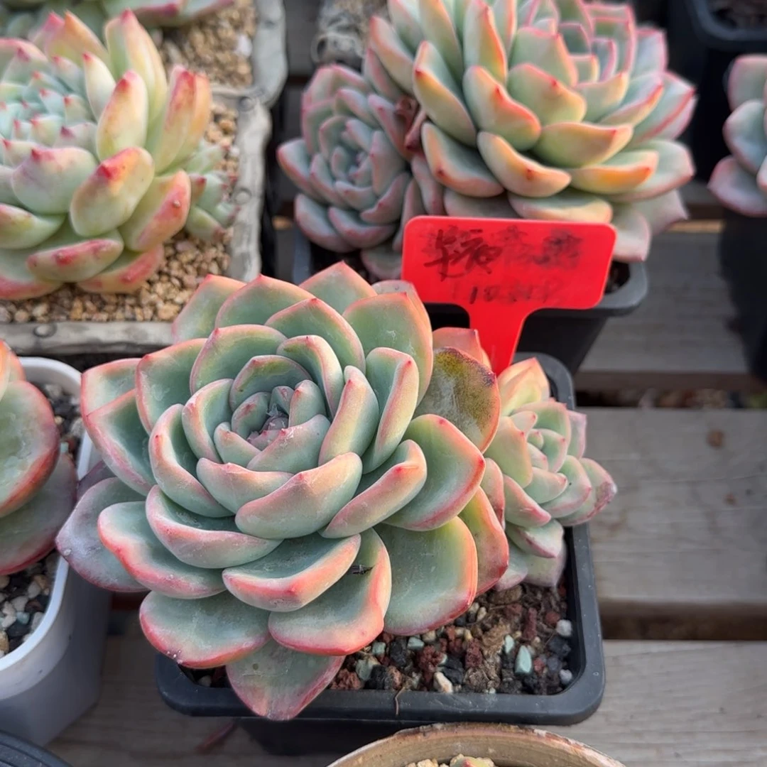 泡芙老桩双头五十包邮