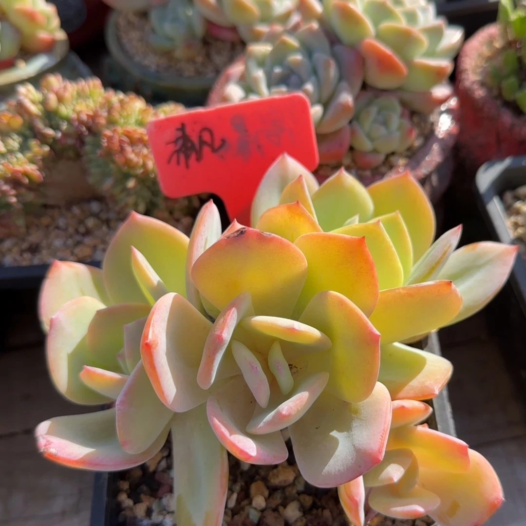 白凤老桩多肉先生