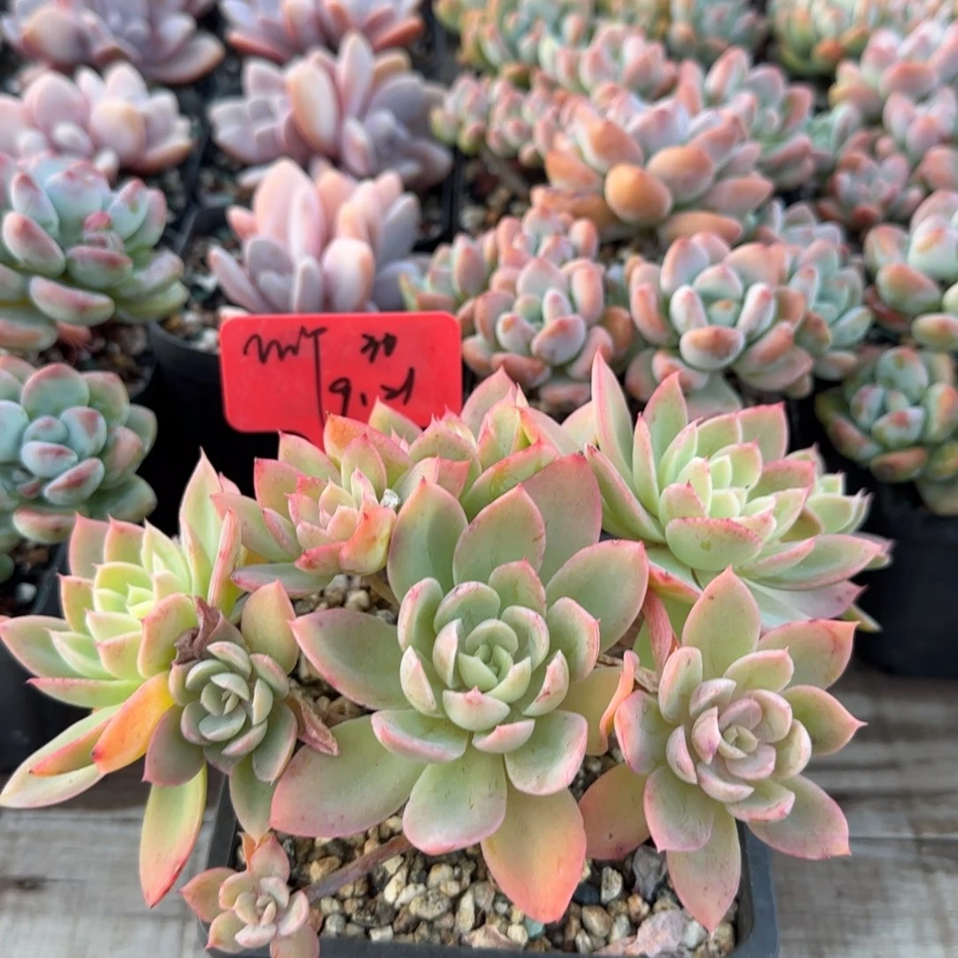 丝绸面纱多肉先生