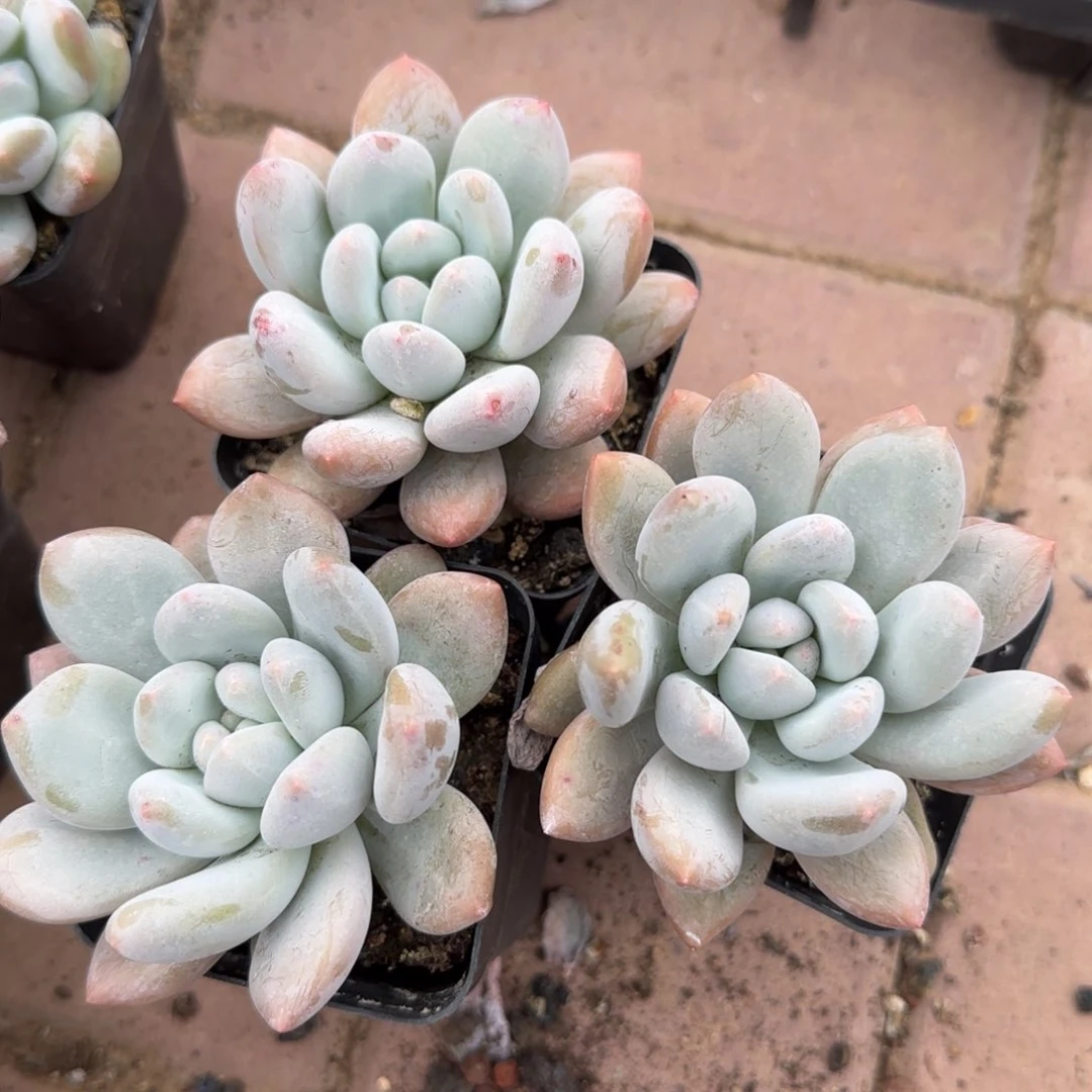 香水单头三颗一组 2组发7颗