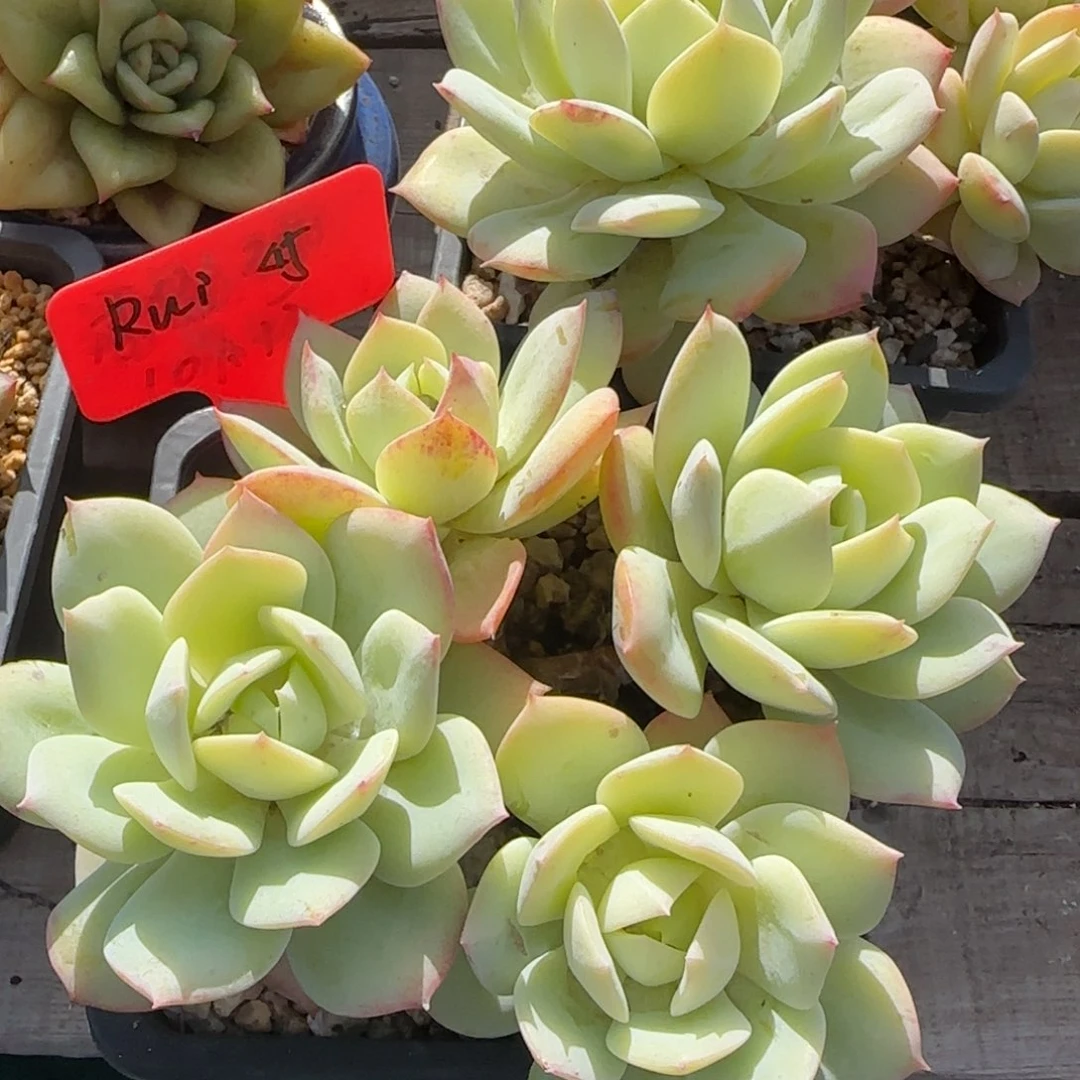 恋曲老桩多肉先生