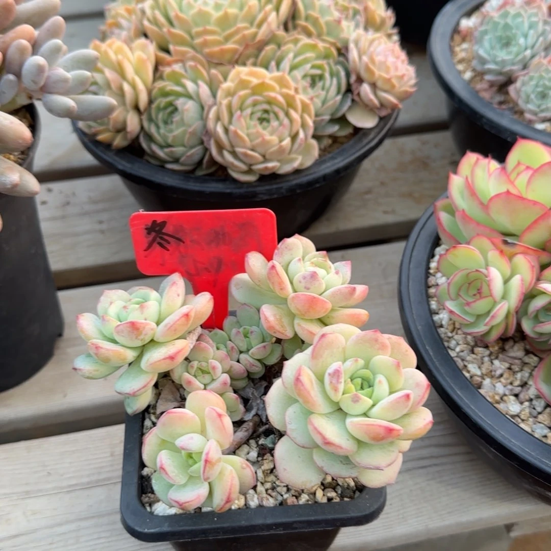 香草老桩五十包邮