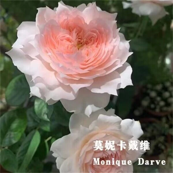 （不包售后）莫妮卡戴维月季花苞带美人尖仙气十足大花浓香