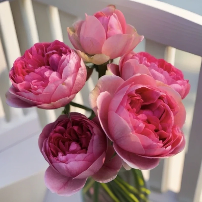 杆高60 枫叶玫瑰/莲花宝石 粉色 莲座花型四季开花多头勤花阳台