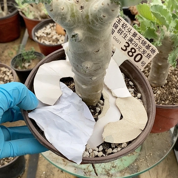 菲*380一一一一一一一一一一一