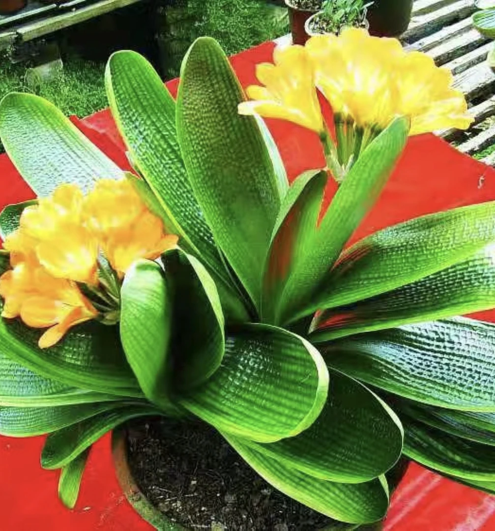 金条系列1年-2年精品兰苗