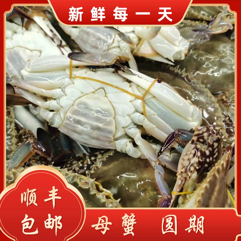 【海鲜皇宫】肉母蟹 渤海湾圆旗海蟹   （易掉爪 到手保鲜不保活）