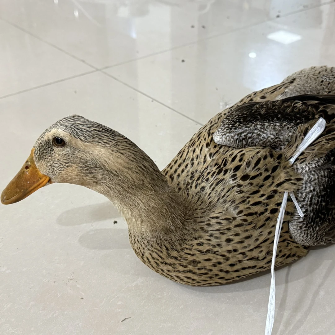 庐江特产巢湖麻鸭一只