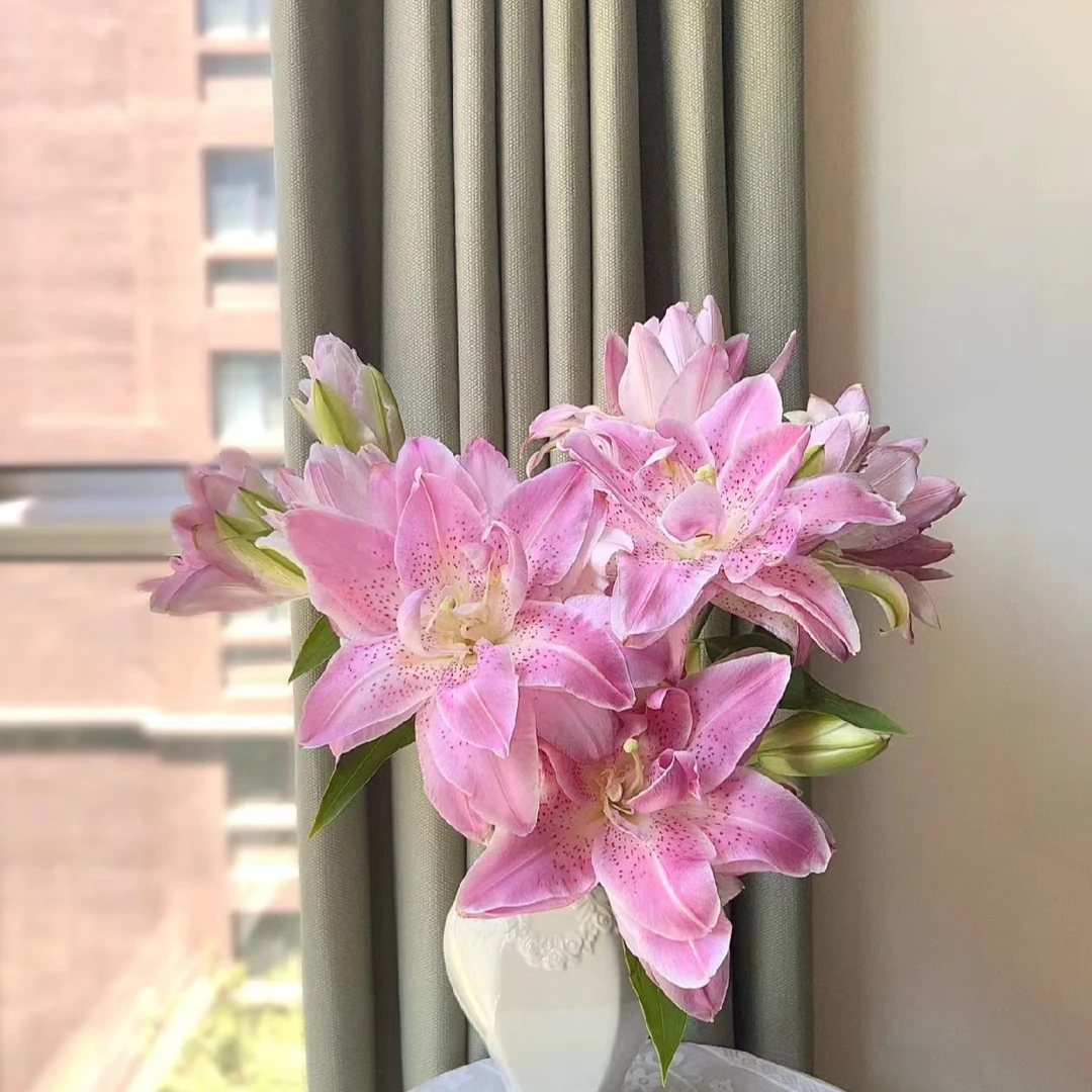 三头A级【粉拉菲】重瓣百合栀子清香 夏天小清新 粉红色  可爱灵动