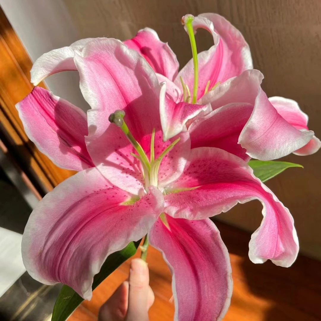 多头【霓裳仙子单瓣百合】栀子柠檬清香 夏天小清新 粉红色