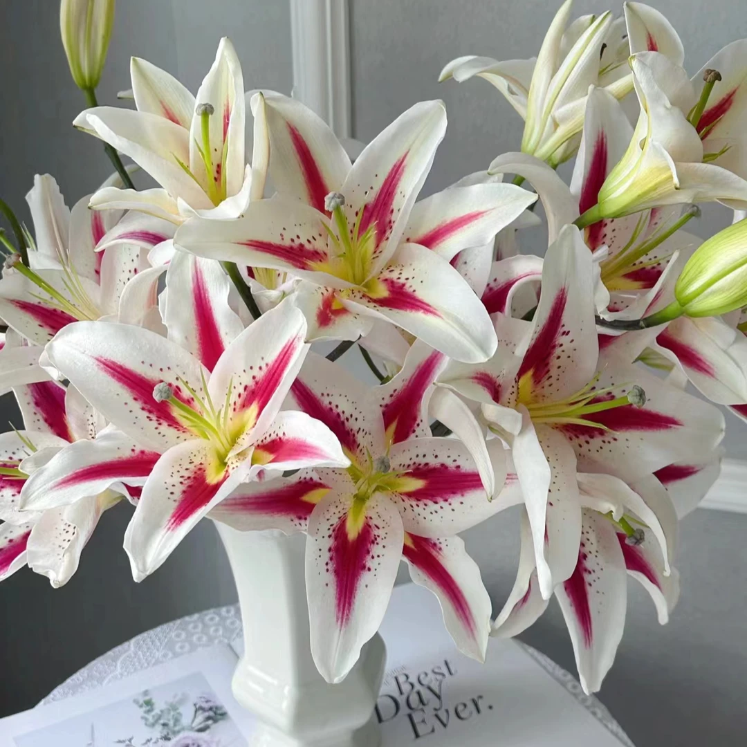 双头【笑脸】单瓣百合 栀子柠檬清香 夏天小清新