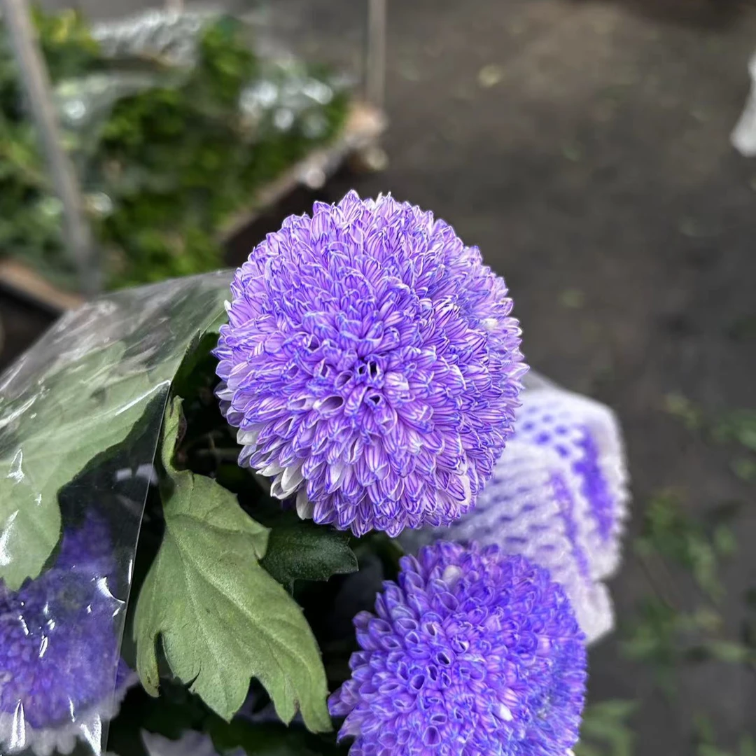 【紫色乒乓菊】夏天小清新 好开好养花期长 紫色