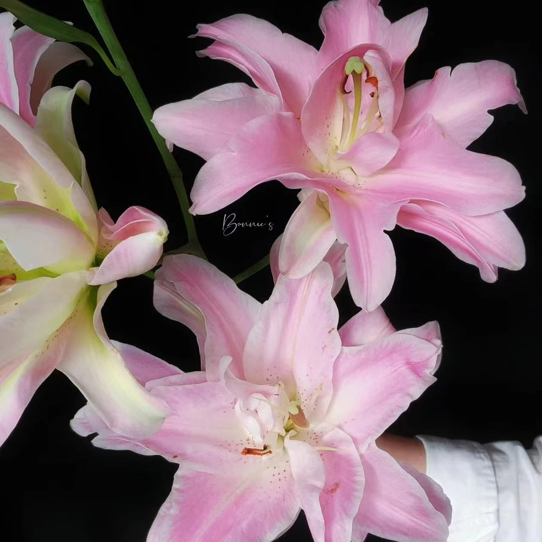 三头【魔法公主重瓣百合】栀子清香 夏天小清新 粉红色  可爱灵动