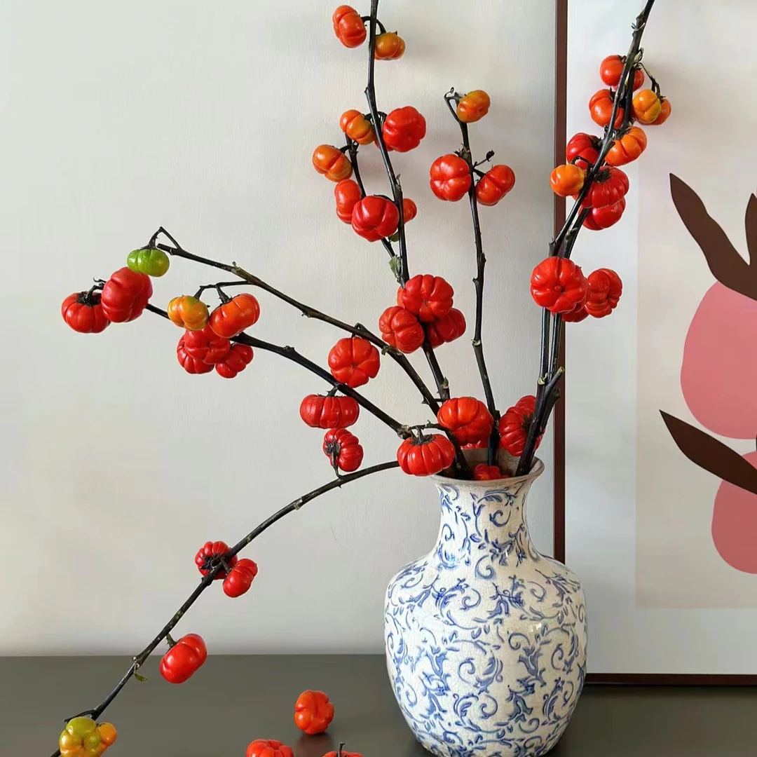 【小楠瓜  】  自然观赏植物 颜色鲜艳 好开好养