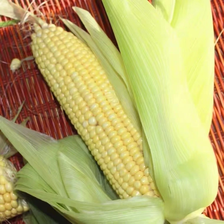 东北糯苞米 黄糯粘玉米 新鲜玉米棒 产地直发 新鲜包邮