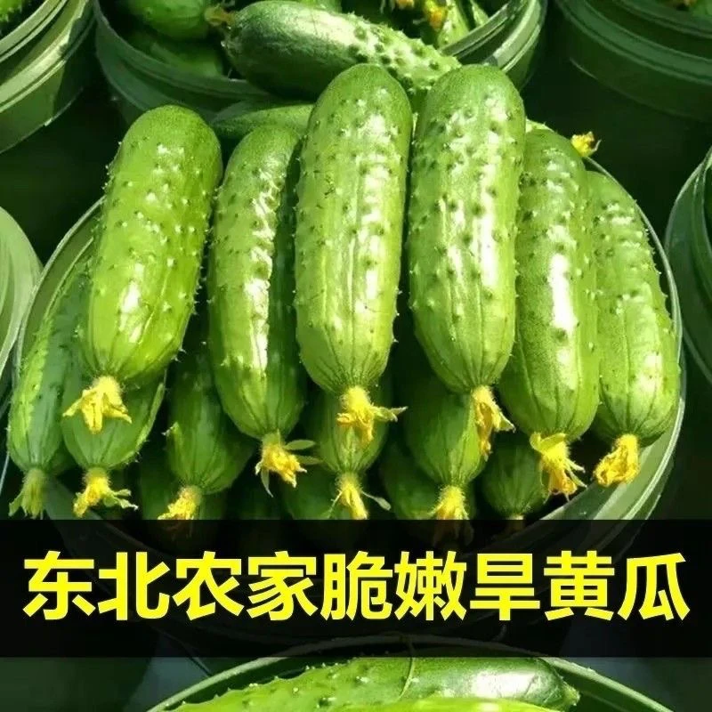 东北特产旱黄瓜东北农村黑土地种植 清脆口感好 新鲜包邮