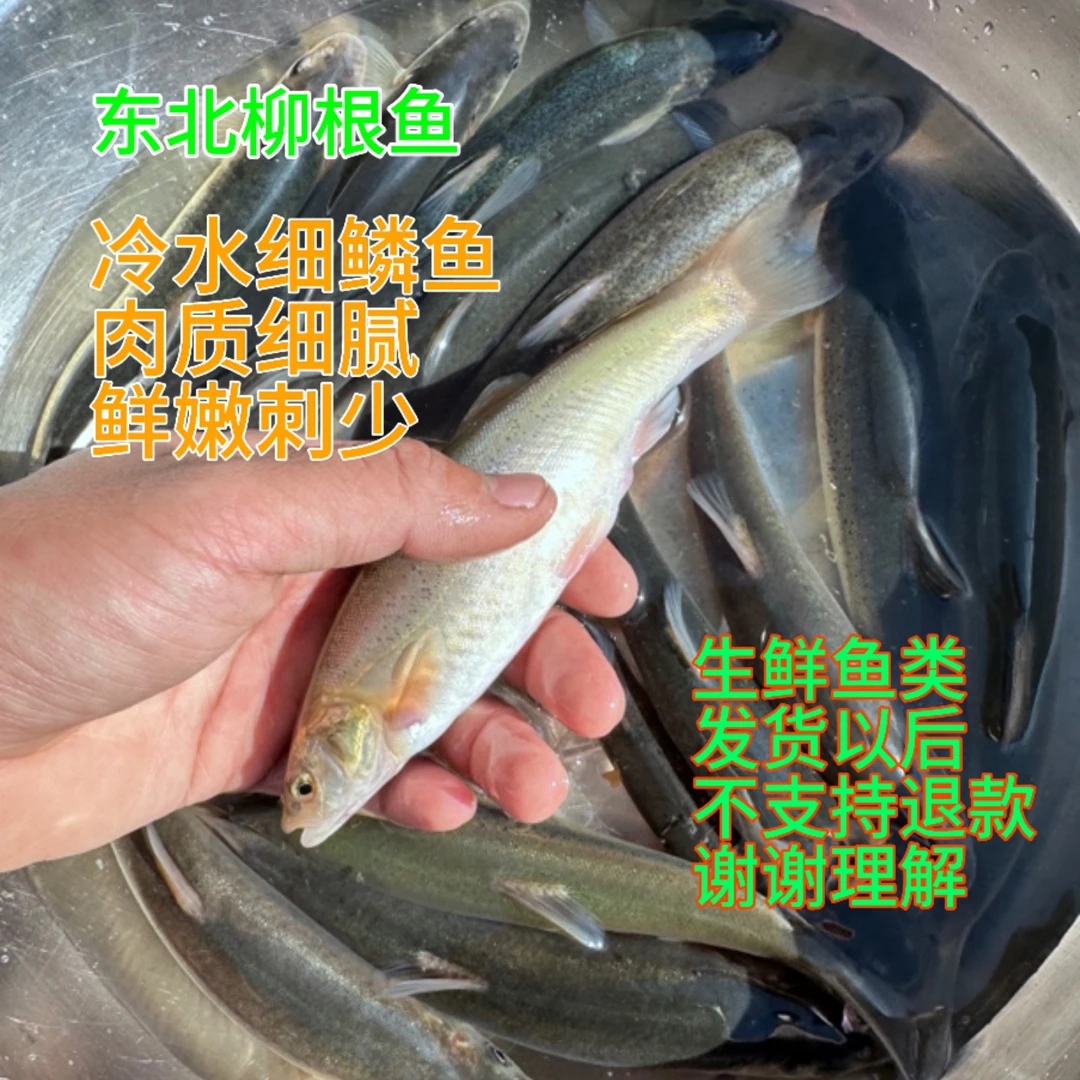 东北特产养殖冷水大柳根 鲜活速冻冷链发货  3斤起包邮