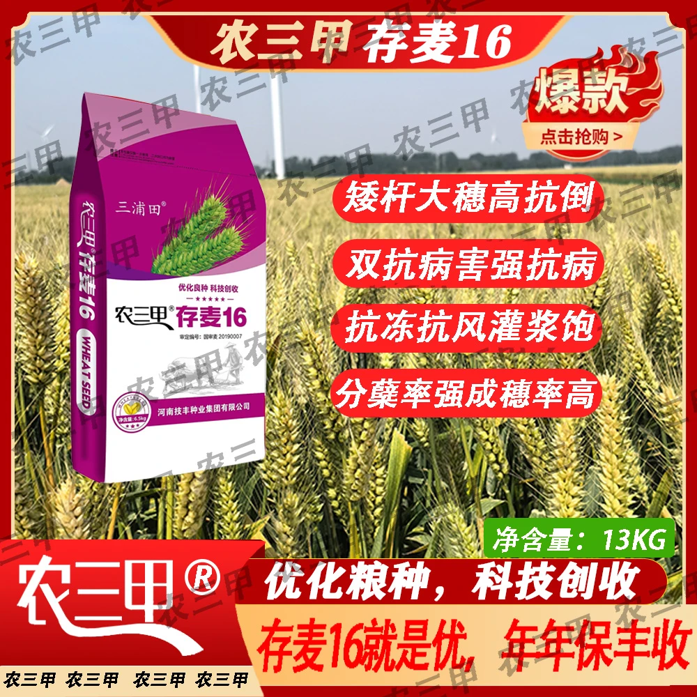 存麦16（辰科）  矮秆大穗大粒大群体  超抗倒伏产量高  高产麦种