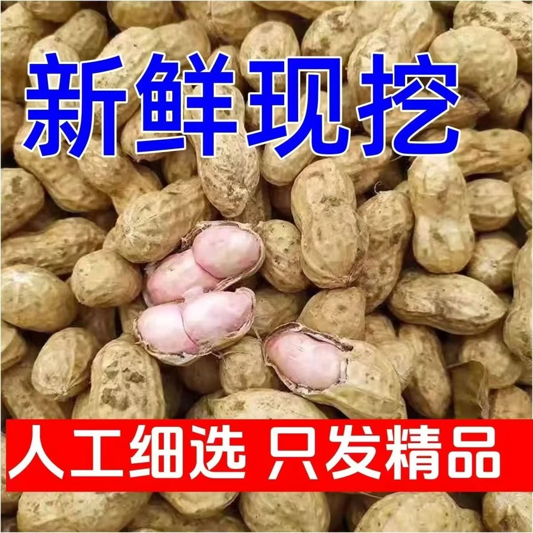 【带箱5斤】2024新鲜湿花生现挖现发花生粉皮带壳农家自种花生