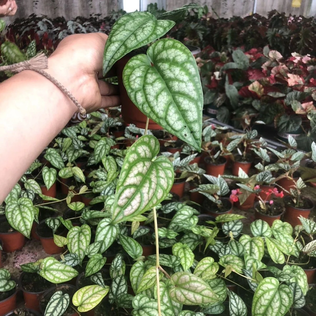 【水晶胡椒】好看好养超强雨林感大气植物小众ins风
