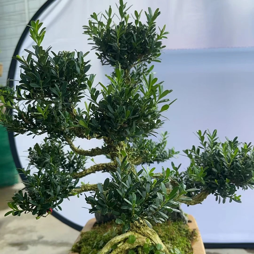 盆景盆栽-邹皮黄杨