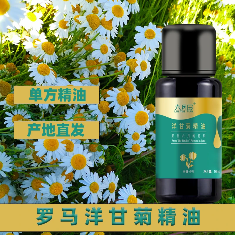 新疆六月田罗马洋甘菊精油单方（搭配本店基础油稀释使用）