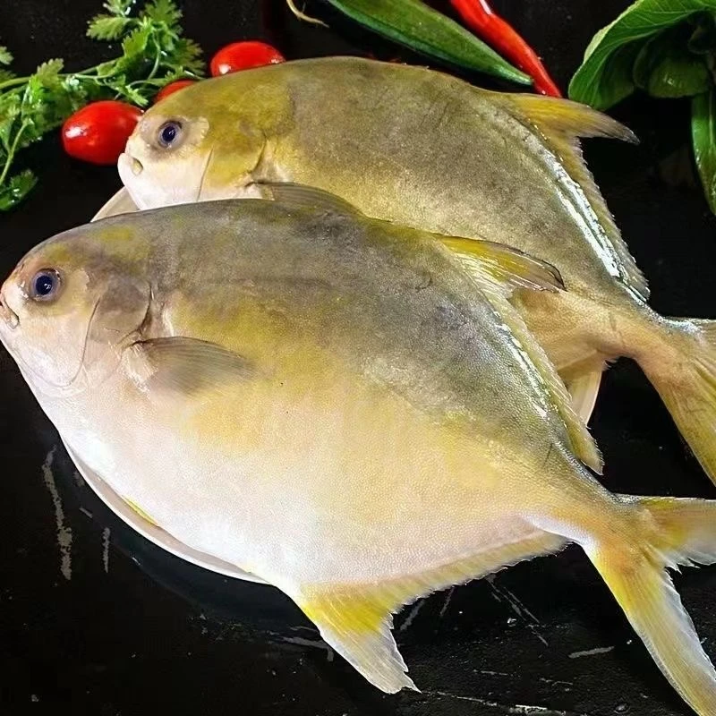 阿超海鲜野生金鲳鱼（顺丰发货）