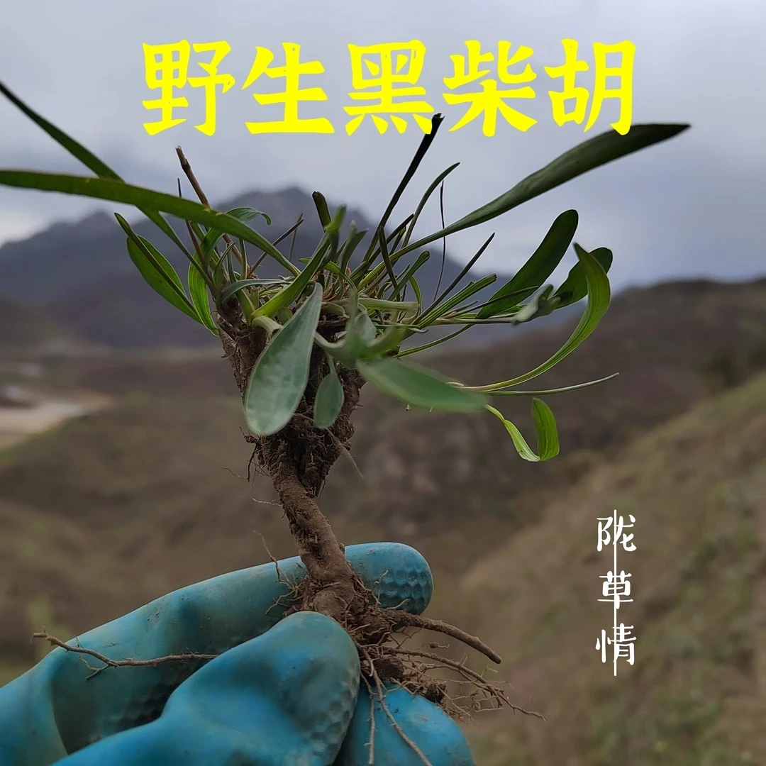 柴胡 甘肃野生黑柴胡（北柴胡）整根发货干货