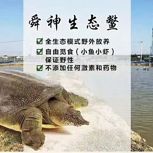 舜神 老魏 生态 甲鱼  野长鳖 生鲜 水产