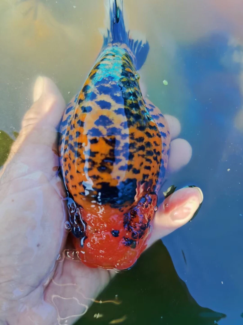 福银金鱼观赏鱼兰寿