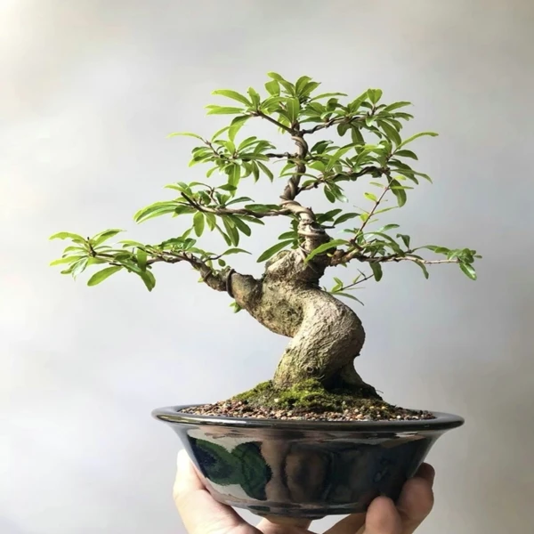 小型盆景 微型掌中宝盆景 杂木盆景 紫玉宫灯大红袍 盆景素材