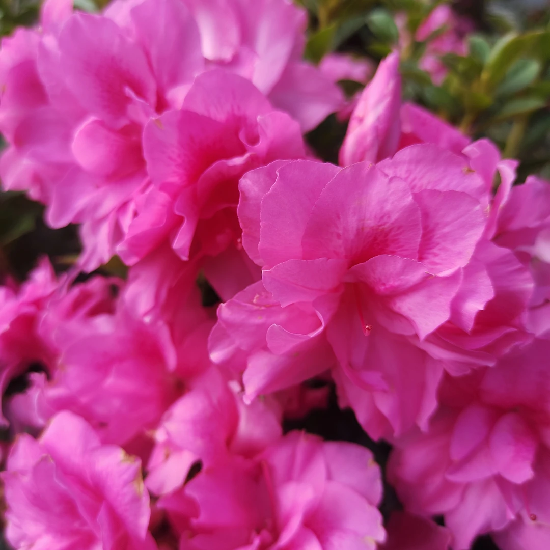 (三棵小苗混)杜鹃花，四季开花，耐寒耐热露天原生苗