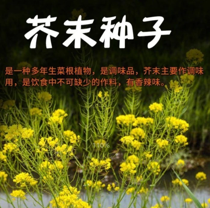 芥末种子四季播种易种耐旱香辣味家庭阳台盆栽种植驱寒绿芥目种子