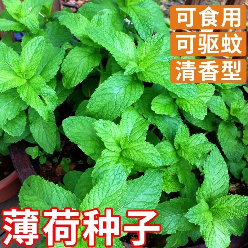 薄荷种子驱蚊四季盆栽可食用薄荷种子柠檬薄荷可食用薄荷种子种植