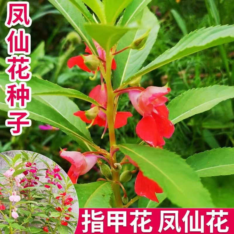 多彩凤仙花种子耐热指甲花种子籽茶花观赏花卉种子盆栽庭院花种子