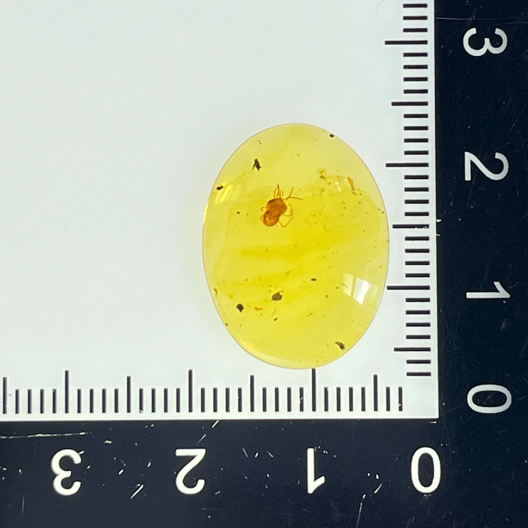 绒螨虫子 虫珀寄生虫螨虫