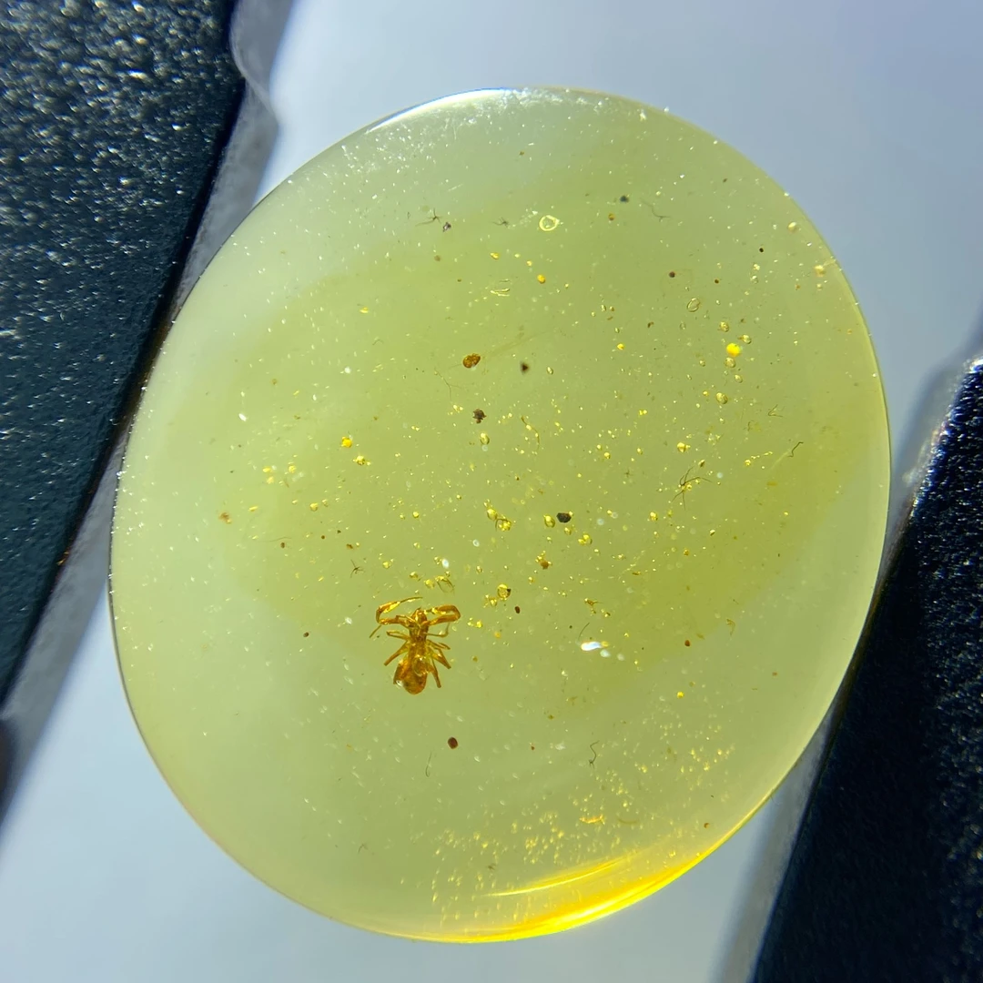 天然缅甸琥珀虫珀拟蝎0128