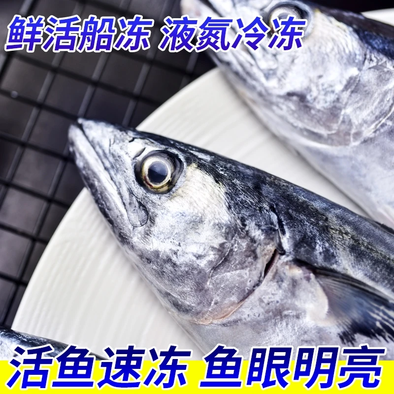 大洋深处青岛本地鲅鱼 单独包装 净重5斤