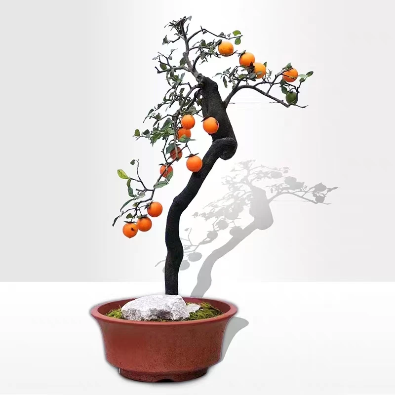 蕴灵盆景金弹子瓶盆栽室内兰花高端盆景直播间截图下单,一物一拍