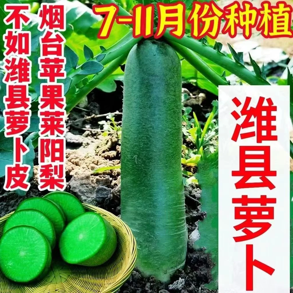 【2024】潍县萝卜多汁种植脆甜生吃正宗水果萝卜青萝卜新鲜现卜甜脆