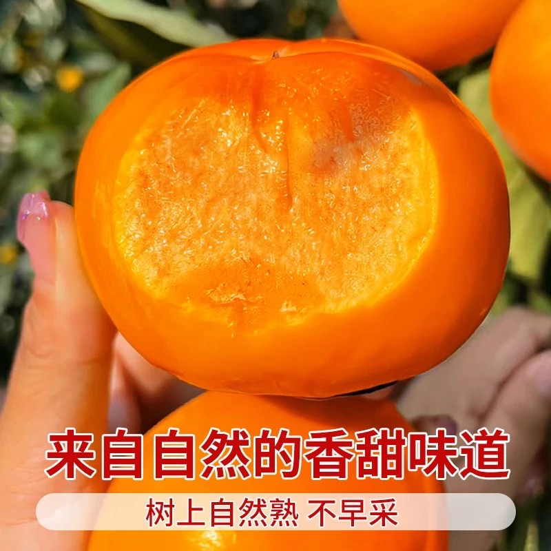 [巧克力脆柿】山西阳丰巧克力冰糖心脆甜新鲜脆柿新鲜脆柿子MM