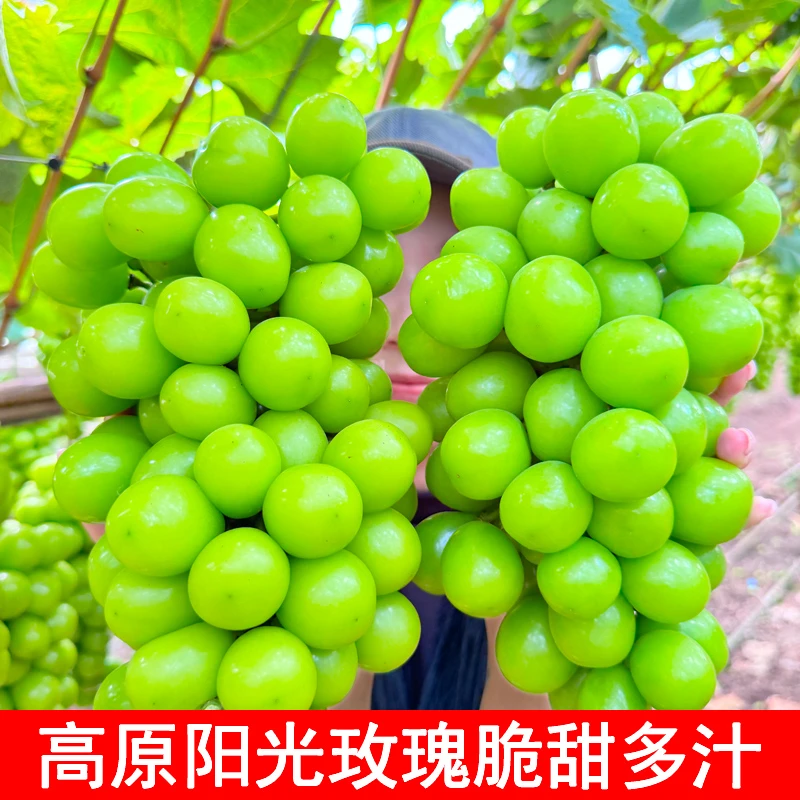 【顺丰京东】四川西昌阳光玫瑰葡萄新鲜脆甜多汁应季水果