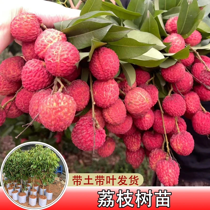 荔枝苗无核荔枝树苗嫁接桂味仙进奉新品种果树苗南方种植庭院栽种