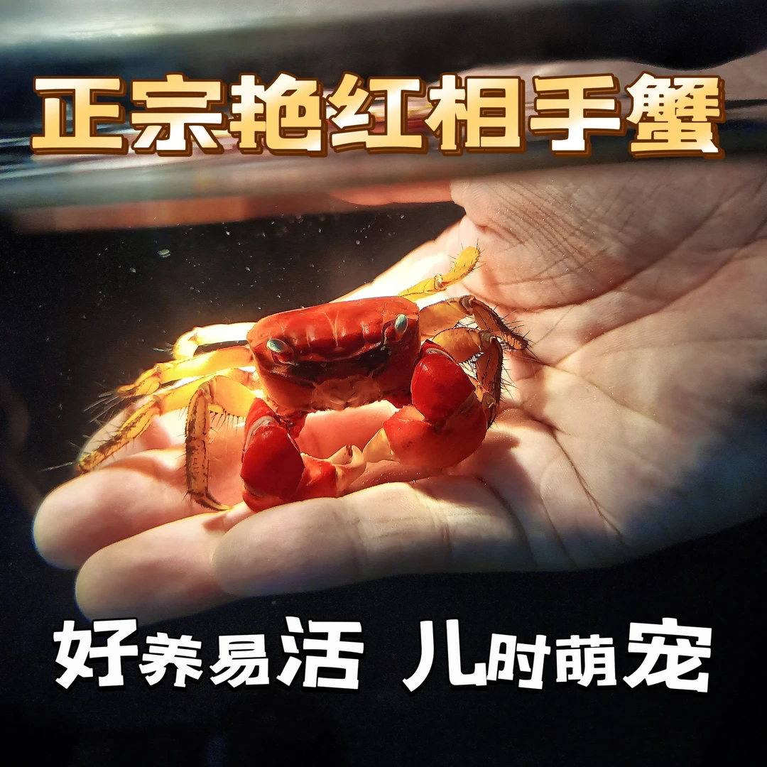红相守鲜活将军蟹红螯相手蟹观赏蟹小螃蟹批发淡水辣椒蟹宠物爬宠