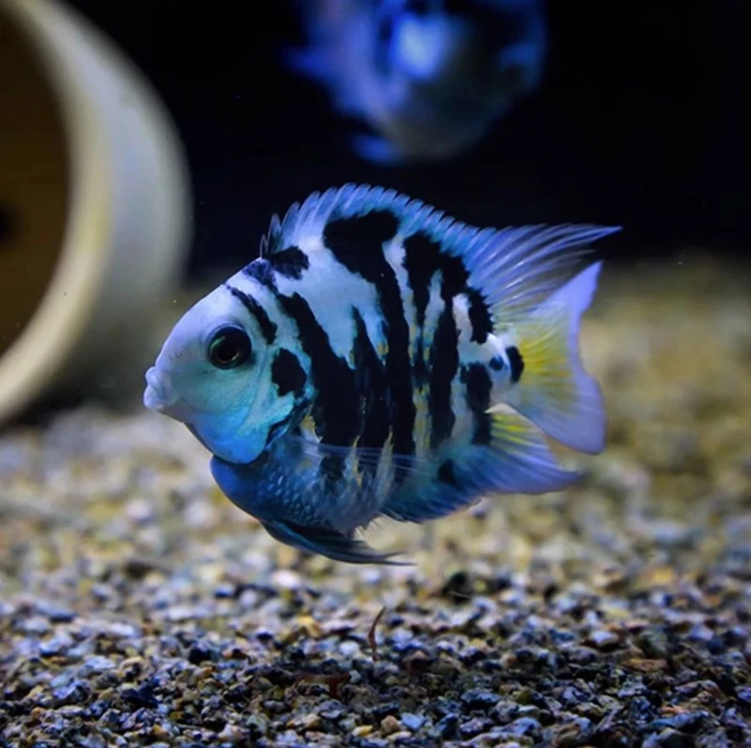 精品天然迷你鹦鹉种鱼可爱【入缸前包损】