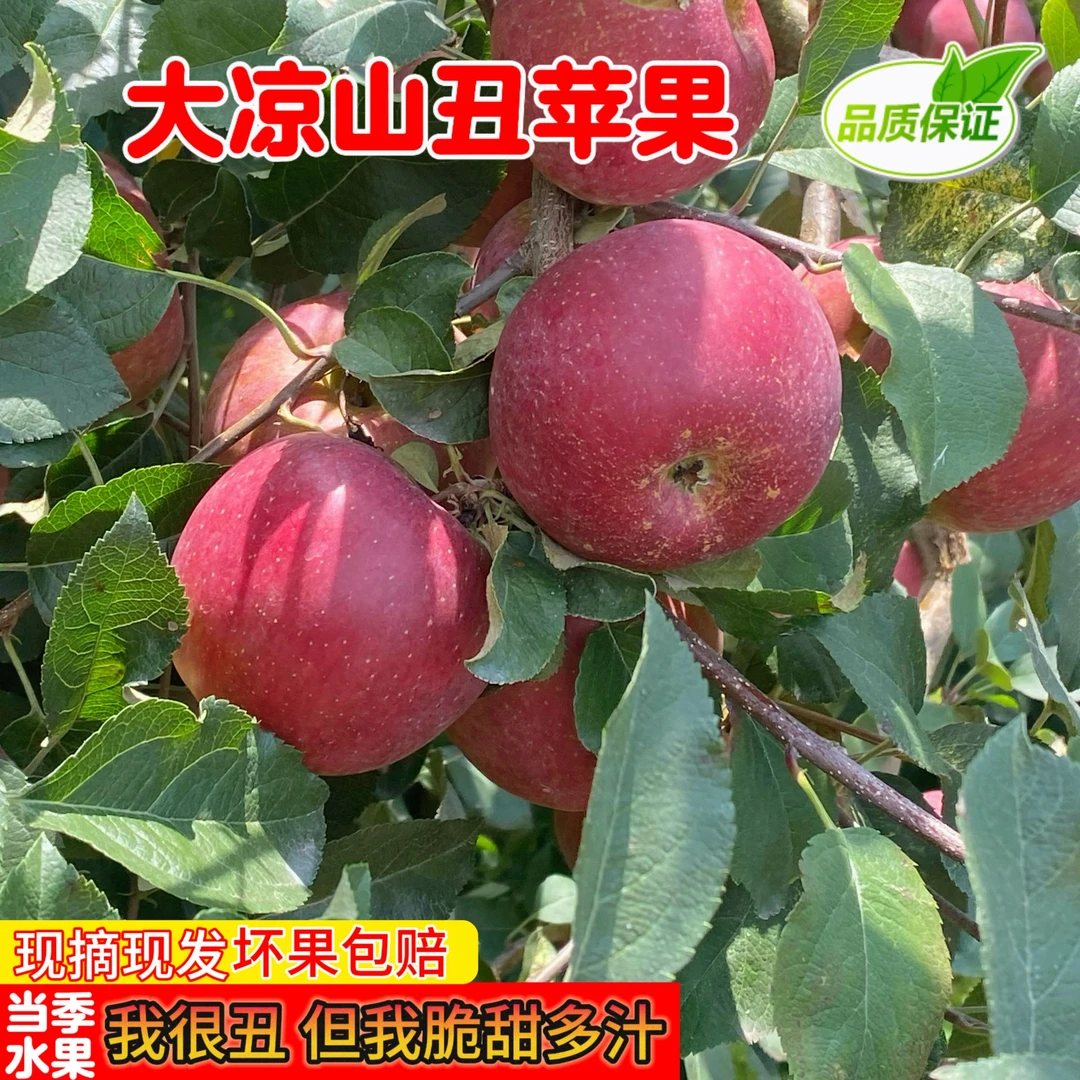 四川大凉山丑苹果高山老树正宗丑苹果现摘先发脆甜多汁皮薄肉厚