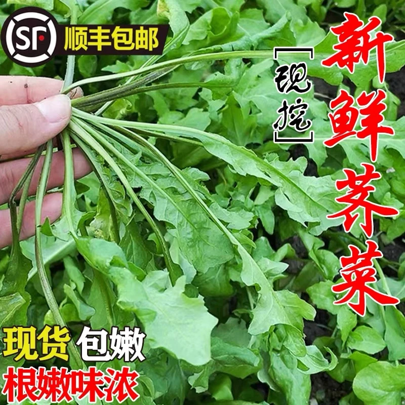 【荠菜】房山现挖应季荠菜 野菜新鲜野生 混沌饺子包子春卷馅料