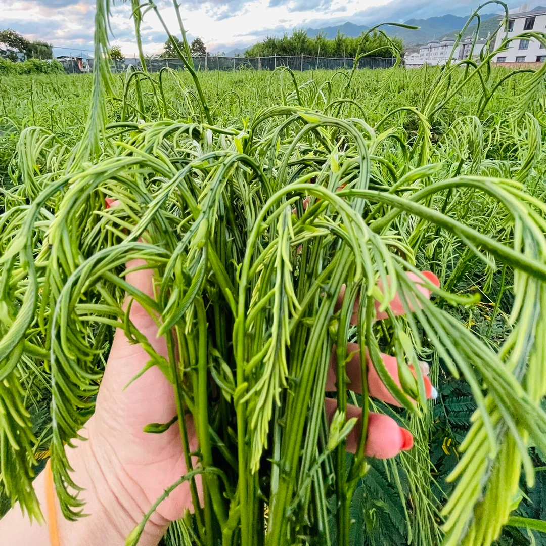 【基地直发】云南臭菜德宏臭菜版纳帕哈炒鸡蛋泰国野菜当季新鲜臭菜