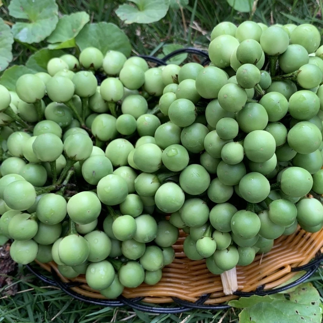 云南特产小苦果新鲜现摘撒苤苦水野生蔬菜泰国小圆茄特色野菜吃播